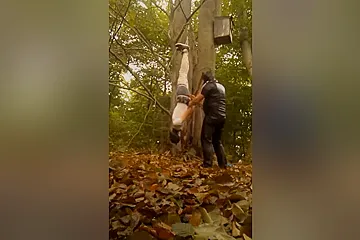 Suspension Im Wald - porn video